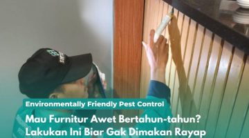 Mau Furnitur Awet Bertahun-tahun Lakukan Ini Biar Gak Dimakan Rayap Mau Furnitur Awet Bertahun-tahun Lakukan Ini Biar Gak Dimakan Rayap