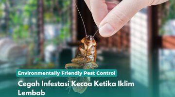 Cegah Infestasi Kecoa Ketika Iklim Lembab