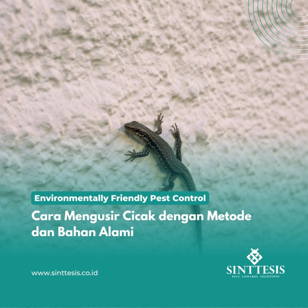 Cara Mengusir Cicak dengan Metode dan Bahan Alami