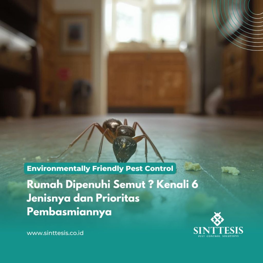 Rumah Dipenuhi Semut Kenali 6 Jenisnya dan Prioritas Pembasmiannya
